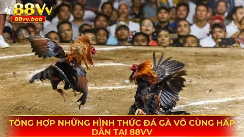 Đá Gà 88vv - Sân Chơi Đổi Thưởng Được Yêu Thích Hàng Đầu 3 Những hình thức đá gà vô cùng hấp dẫn có tại sân chơi