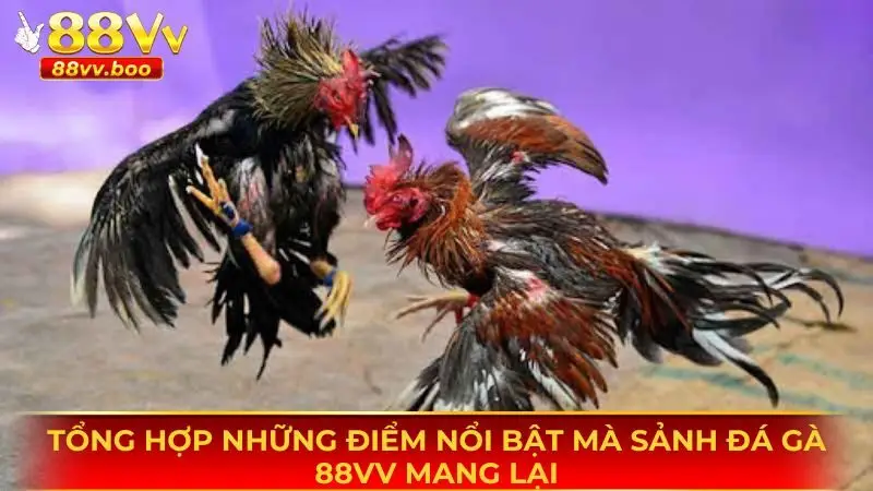 Đá Gà 88vv - Sân Chơi Đổi Thưởng Được Yêu Thích Hàng Đầu 2 Những điểm nổi bật mà sân chơi đá gà 88vv mang lại cho thành viên