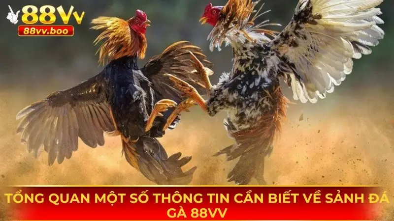 Đá Gà 88vv - Sân Chơi Đổi Thưởng Được Yêu Thích Hàng Đầu 1 Một vài thông tin cơ bản cần nắm được về sảnh đá gà 88vv